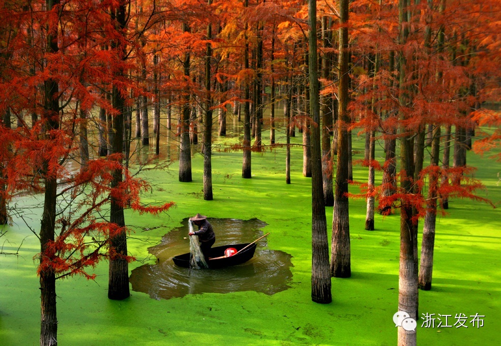 青山湖水上森林公园图片