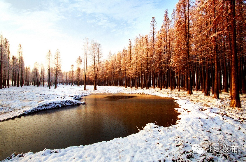 绝美的青山湖水上森林