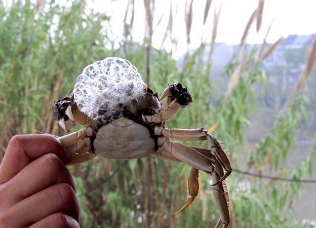【河蟹】做好五方面工作 今年春季河蟹池塘管理不要愁了!
