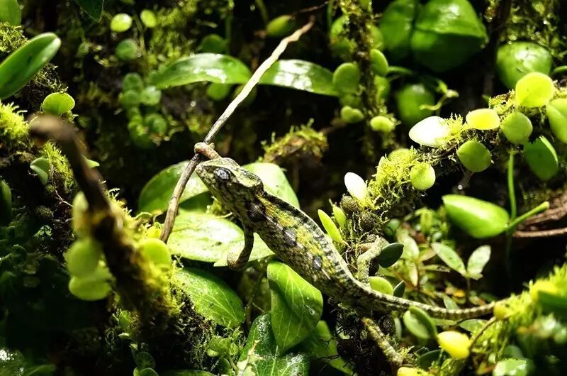 雨林缸养变色龙,成功的秘诀竟然是这样!