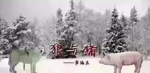 为什么猪一辈子离不开圈，狼却可以横行天下？