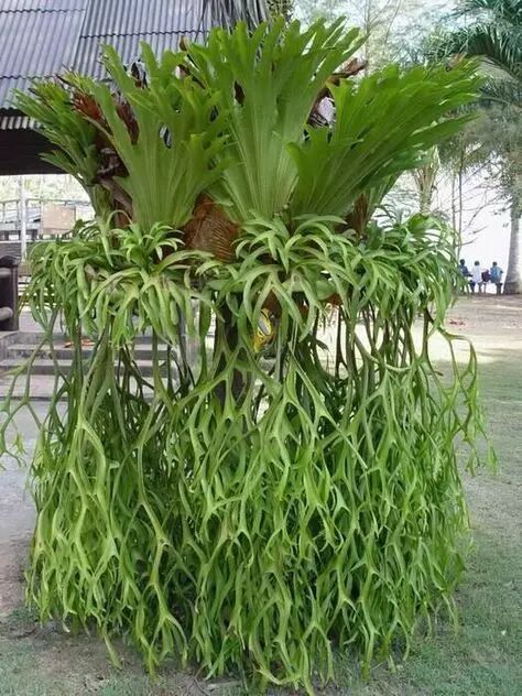 鹿角蕨 staghorn fern