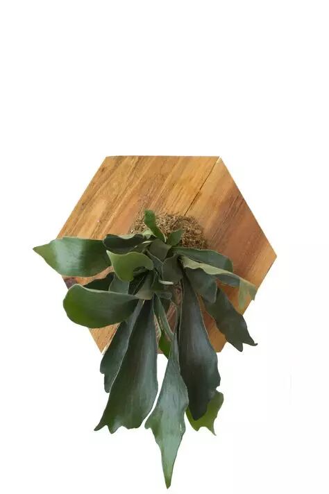 鹿角蕨staghornfern