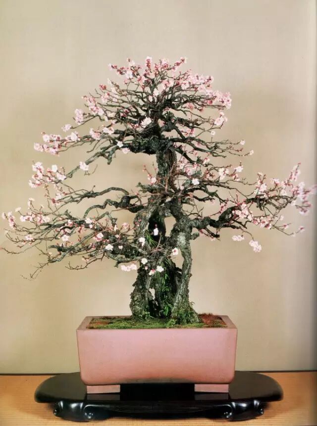 精品梅花盆景美醉了