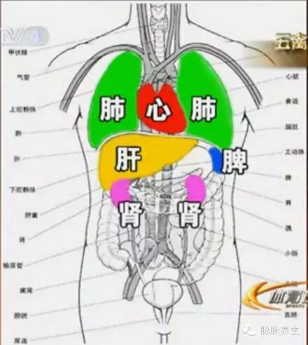 心肝脾肺肾逐个说中医精华都在这