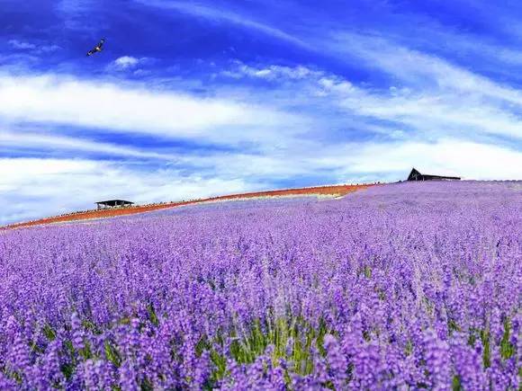 夏天必去北海道的n个理由 看薰衣草花海浪漫整个夏天 霓虹国生活专家 微文库