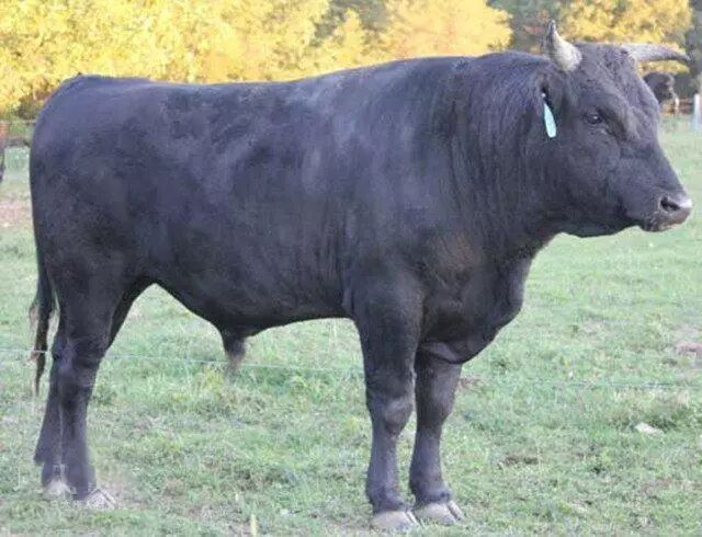 千元一斤的牛肉到底好在哪里?日本最贵最有名气的神户牛肉