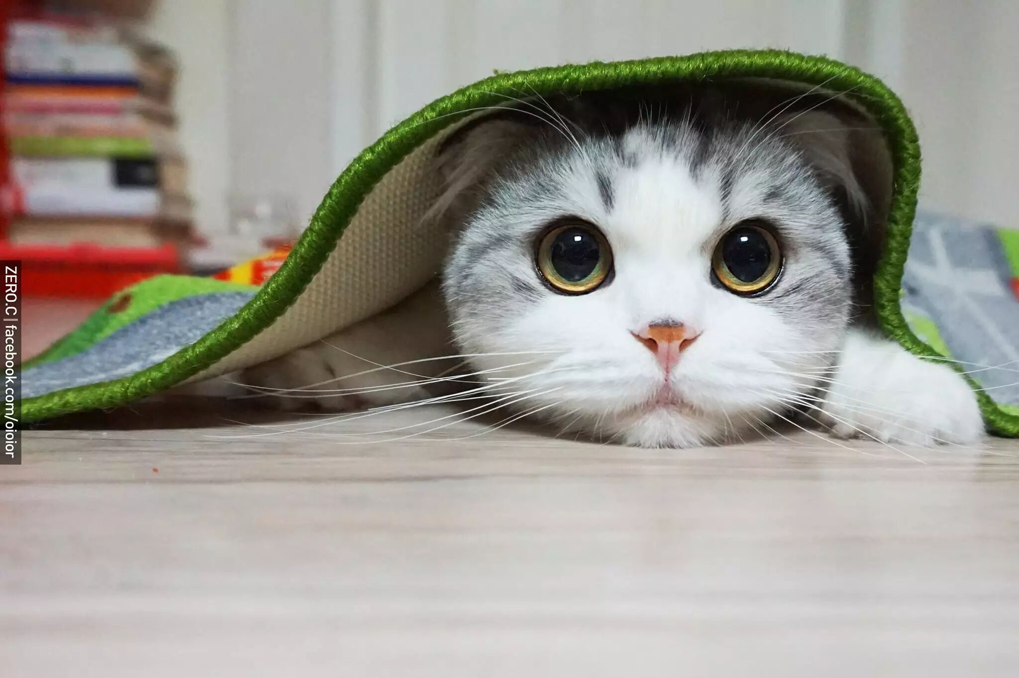 国外网友家的一只有着肉包脸的喵星人,简直萌出新境界!