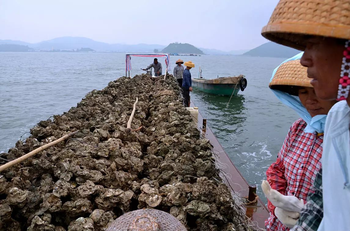 恩平吃蠔好地方這裡的肥美生蠔每日從台山川島新鮮運翻的哦