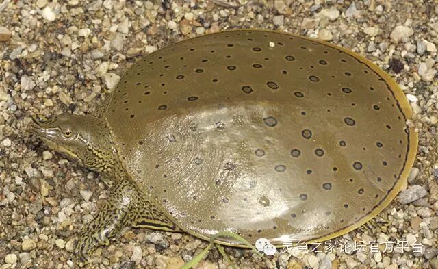 连云港水产加工商行_→_→ 鳖(amyda sincnsis)