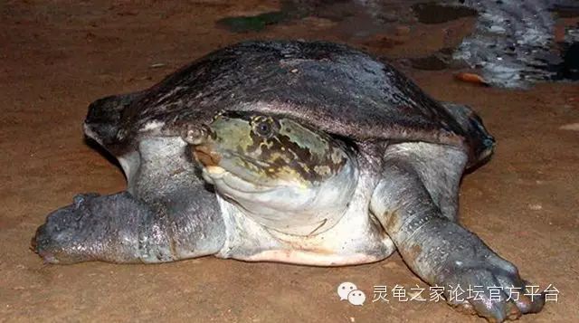 山瑞鱉palea steindachneriwattle-necked softshell分類--黿屬