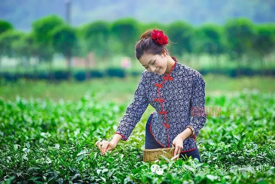 人生如茶，慢慢品都是风景！