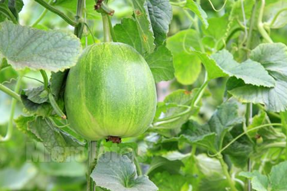 在唐山这些只属于春天的美食最不可辜负