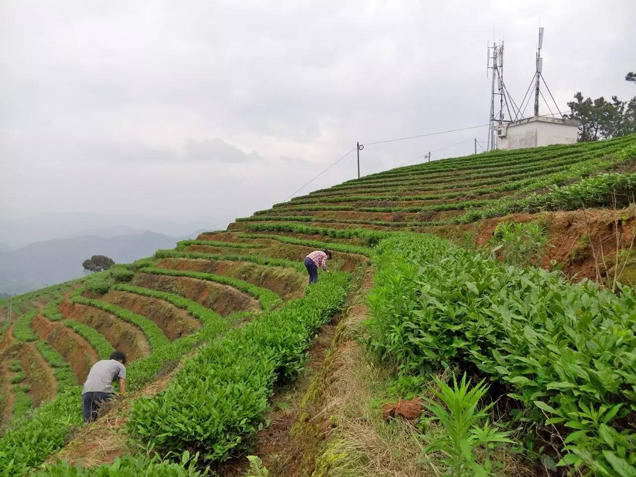 1 安溪铁观音茶人茶事:跟我去茶乡感受制茶