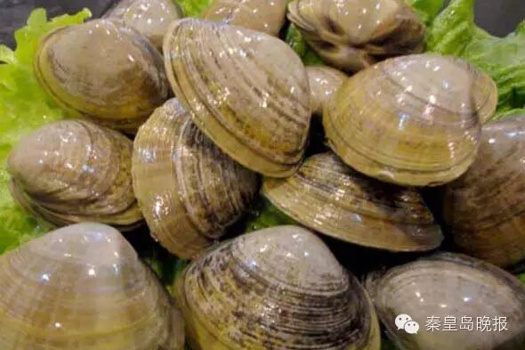 黄蛤花蛤白蛤海虹毛蛤小海螺小螃蟹海星海胆壳温馨提示:挖出来的蛤蜊