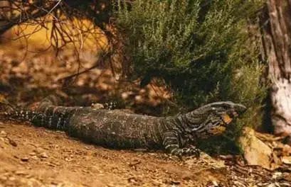 世间未知生物_世间未知生物_世间未知生物