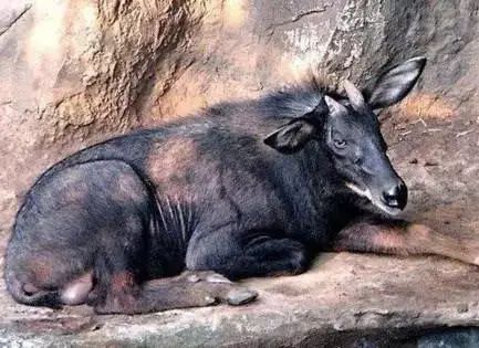 世间未知生物_世间未知生物_世间未知生物