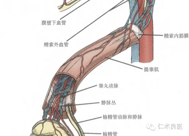 睾丸的大体结构及血管系统