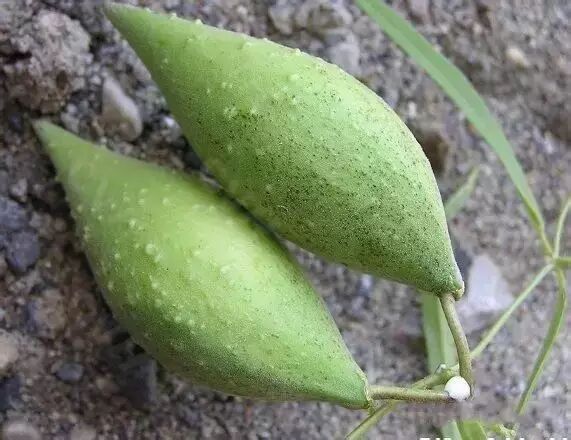 地瓜瓢儿,老了就不能吃了,里面全变成毛毛了.