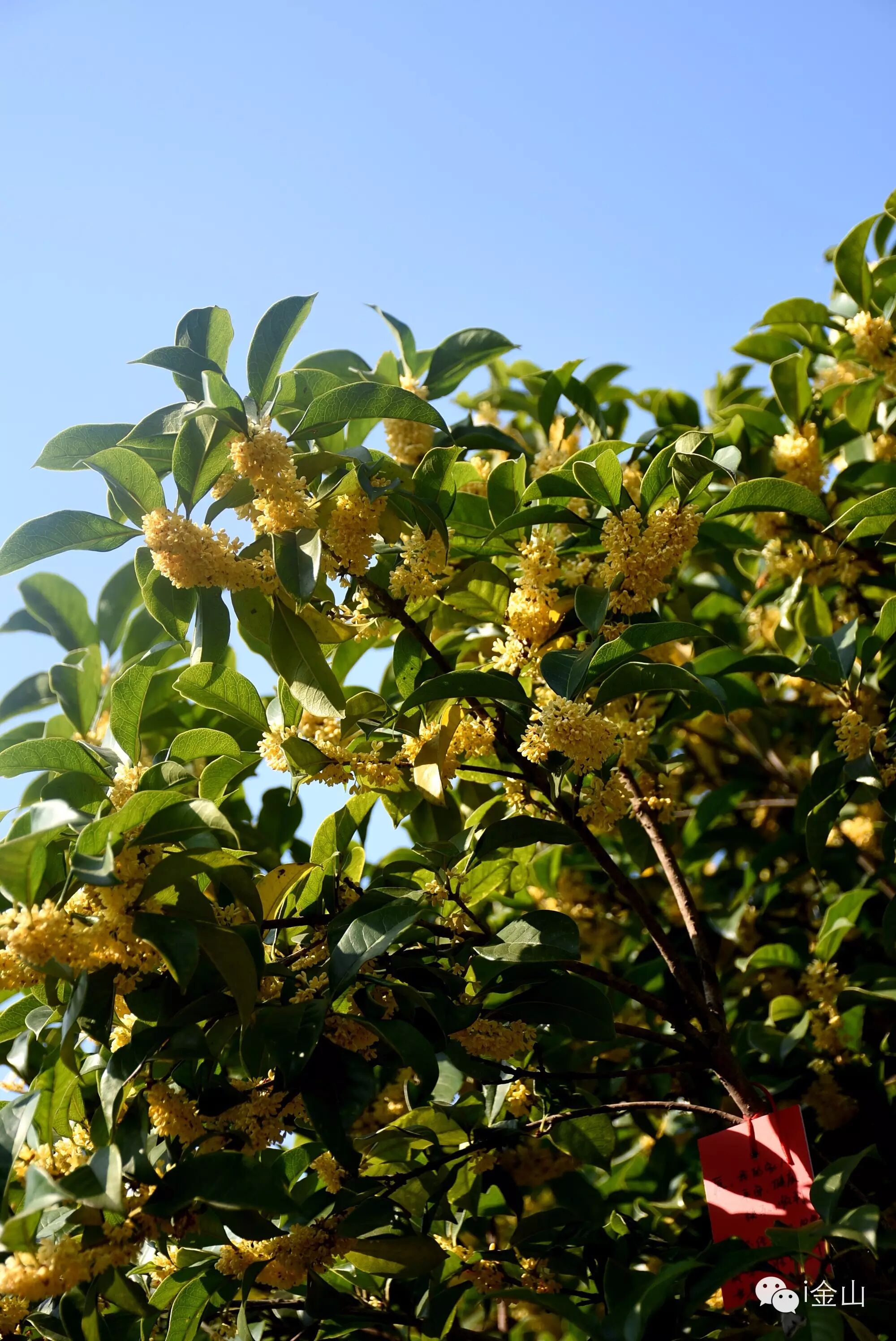 【惊呆】上海最大的桂花园竟藏在金山,有6000多株桂花