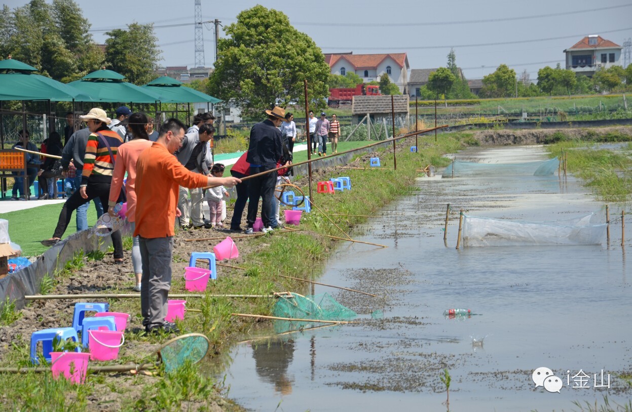 【约吗】枫泾上海最大清水小龙虾垂钓基地开钓,能同时容纳500人