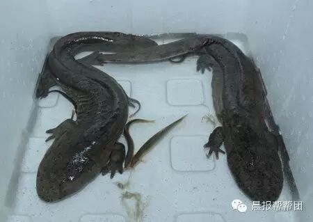 这老板花1万元路边买了两条"娃娃鱼"