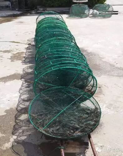 高位池怎么养虾最赚钱 这篇文给您最佳答案