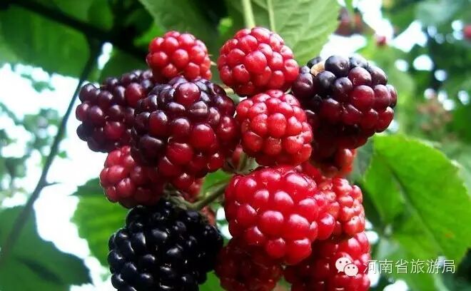 树莓篇:封丘县青堆树莓专业合作社