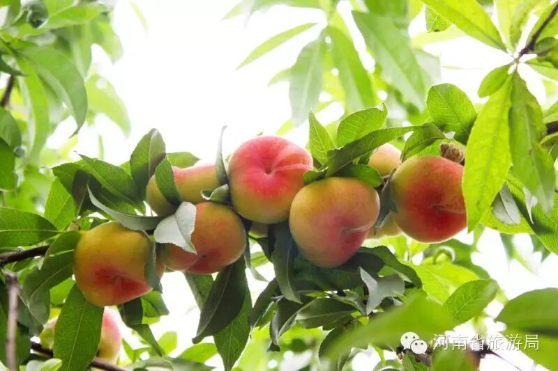 蟠桃篇:鄢陵南坞清流河蟠桃园