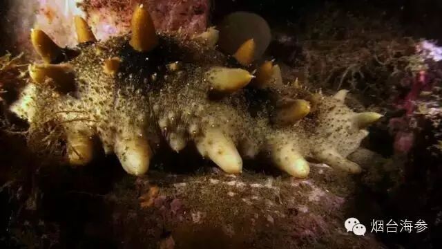 如何辨别野生海参和养殖海参？