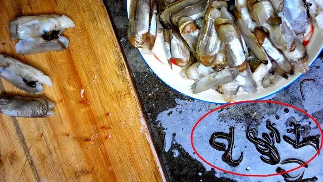 惊死郎这个蛏子好吓人啊我还从小吃到大原来是