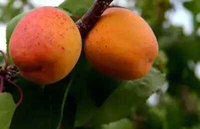 辽宁各地都盛产什么水果!来看看有你的最爱吗?