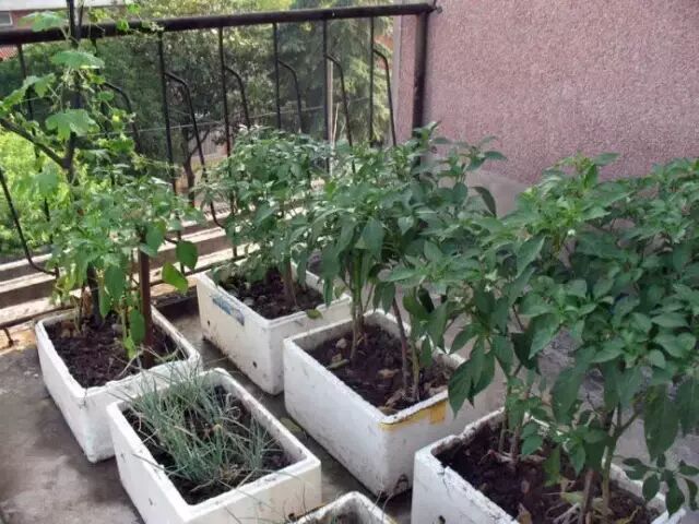 她用一张白纸在阳台种菜供全家人吃快来学