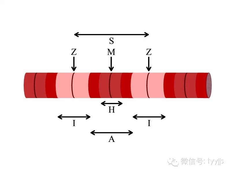 肌原纤维细部介绍,图中画出肌小节构造:s 肌小节,肌肉收缩的最小