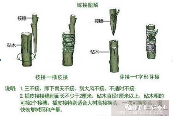 嫁接方法很多,依接穗利用情况,分芽接和枝接;根据嫁接部位不同,幅根