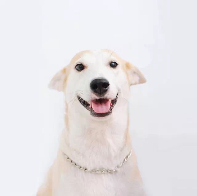 世界上最快樂的流浪狗，它戰勝癌症後，用微笑治愈全世界 寵物 第16張