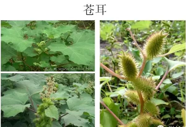 高清杂草图谱一次全认识了精景空间