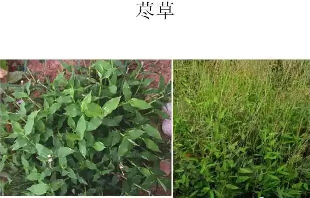 高清杂草图谱一次全认识了精景空间