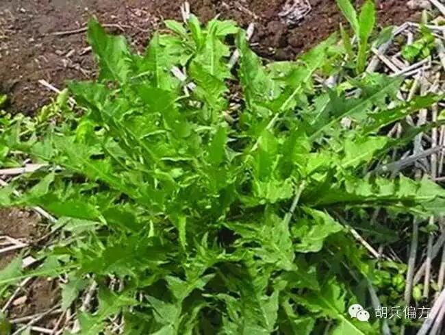 的野草就好啦 今天跟您说说 希望能帮助一些人 主要材料 鸡蛋 刺芥菜