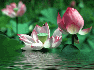 请铭记当你的公众号开始扔视觉炸弹时回家过年与你可能就差一片荷叶了