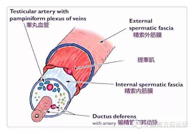 腹股沟区域的解剖（5精索）