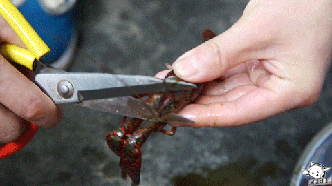 34蚊一斤!令36d女生升cup兴奋的湖北小龙虾,味蕾盛宴饱到扶墙走!