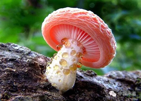 这14种野生蘑菇好看却有毒快告诉身边人莫让悲剧再发生