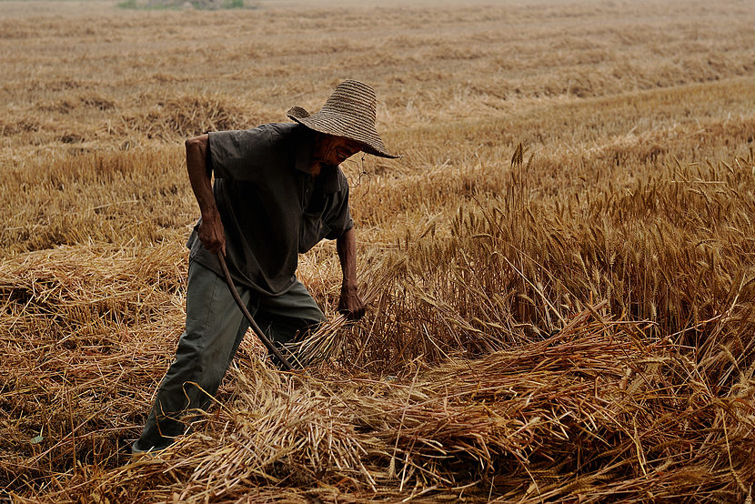 兴平农忙将至,农村最牛招工,爆红网络!