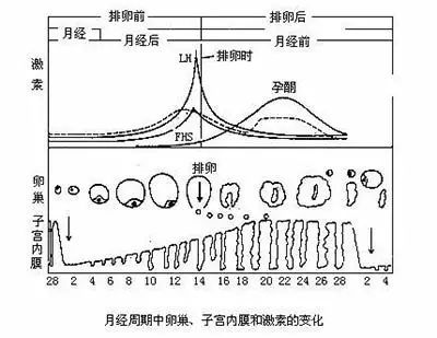 不看後悔，子宮內膜厚度多少才適合懷孕？ 健康 第4張