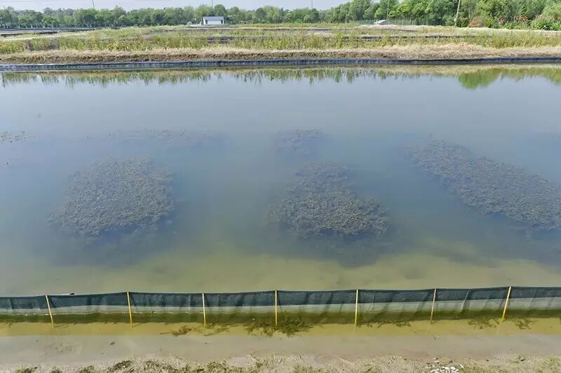 养殖基地的虾塘清澈见底