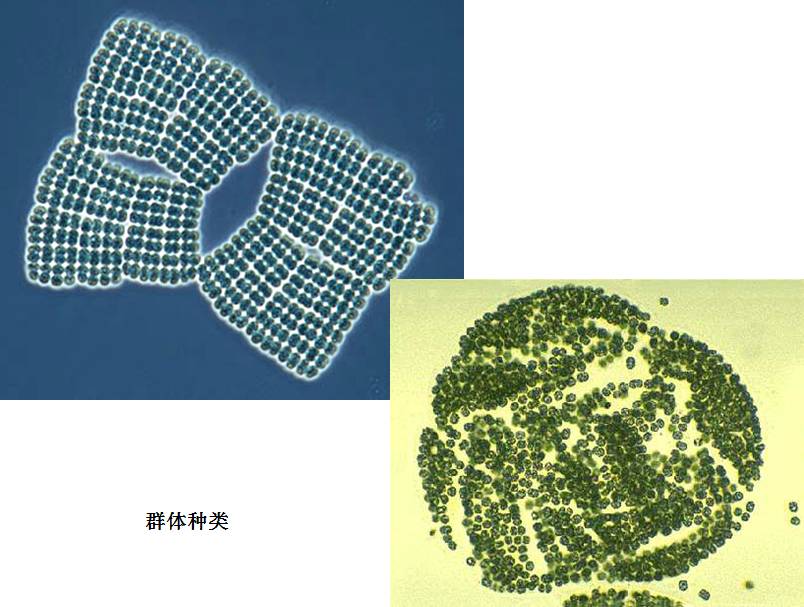 真核藻类:微藻(必须用显微镜观察分类)和大型藻类(大多借助放大镜就能