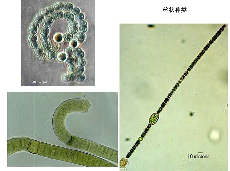 真核藻类:微藻(必须用显微镜观察分类)和大型藻类(大多借助放大镜就能