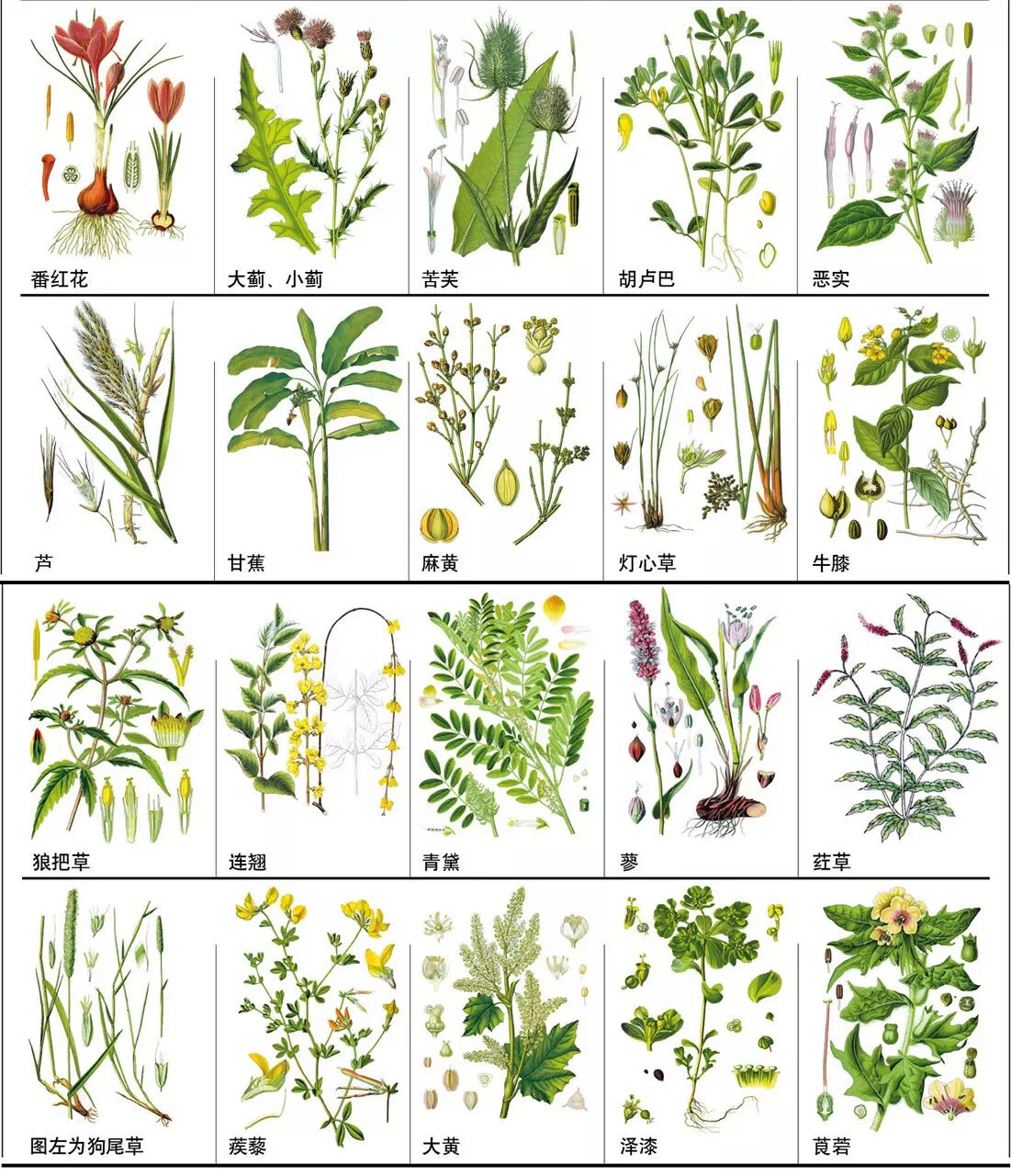 店员经典培训教材这148种常见中草药你能认出几个