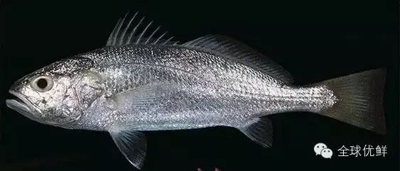 常见海水鱼类图谱大全 宗新国际 微信公众号文章阅读 Wemp